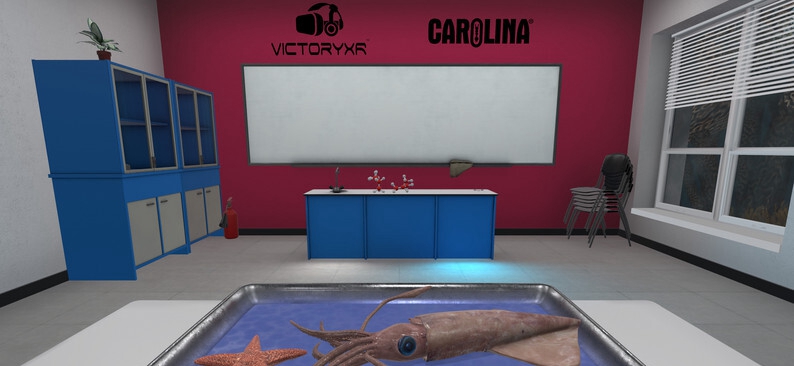 [Oculus quest] 解剖无脊椎动物 VR（VR Squid and Seastar Dissection）